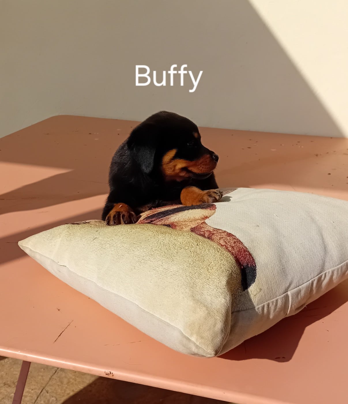 Buffy