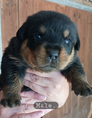 Les chiots de Rottweiler