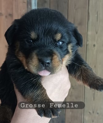 Les chiots de Rottweiler