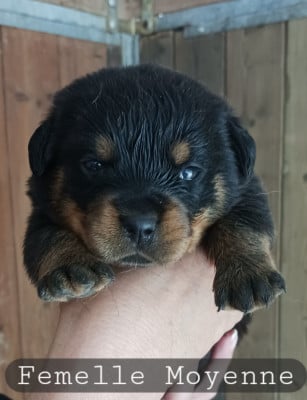 Les chiots de Rottweiler