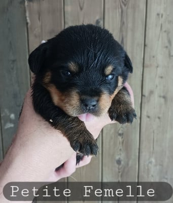 Les chiots de Rottweiler