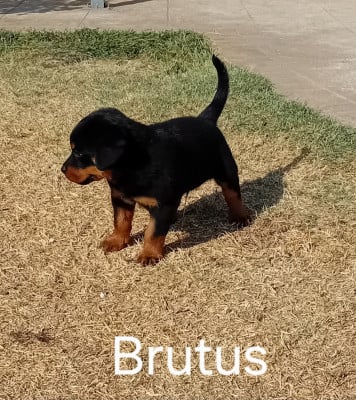 Les chiots de Rottweiler