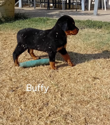 Les chiots de Rottweiler