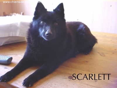 Publication : des négritos de la combe de vaux