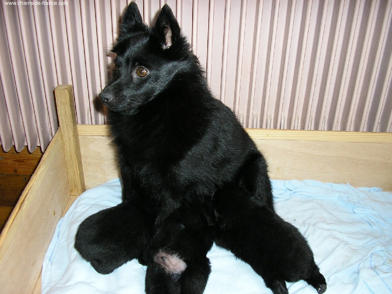 Publication : des négritos de la combe de vaux