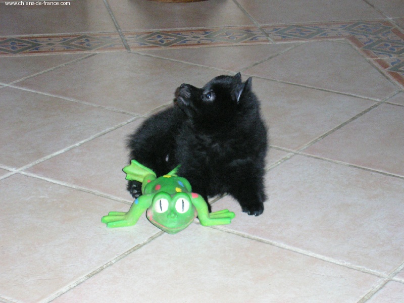 Publication : des négritos de la combe de vaux