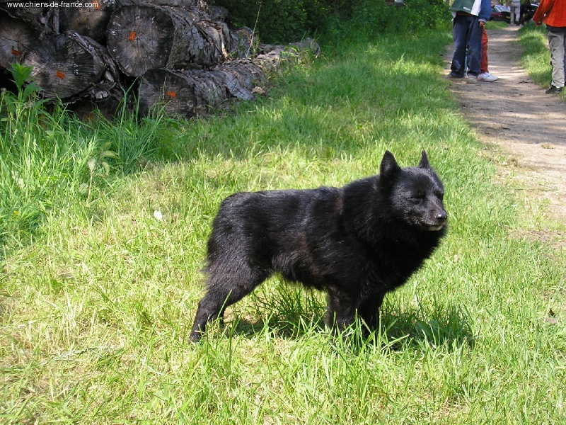 Publication : des négritos de la combe de vaux