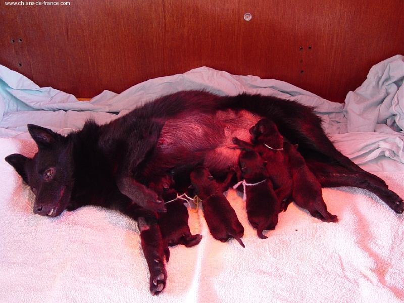 Publication : des négritos de la combe de vaux