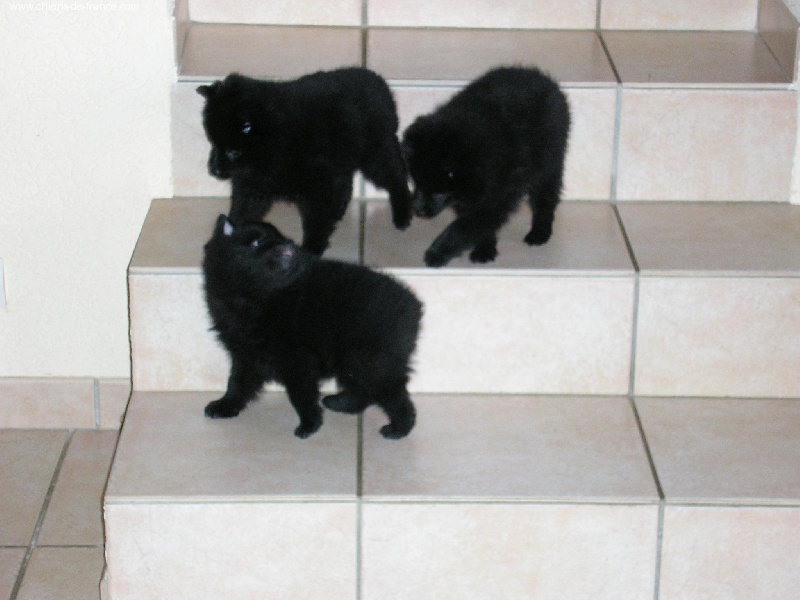 Publication : des négritos de la combe de vaux