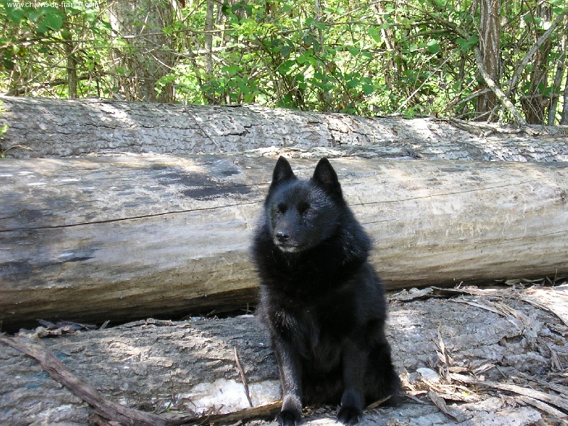 Publication : des négritos de la combe de vaux