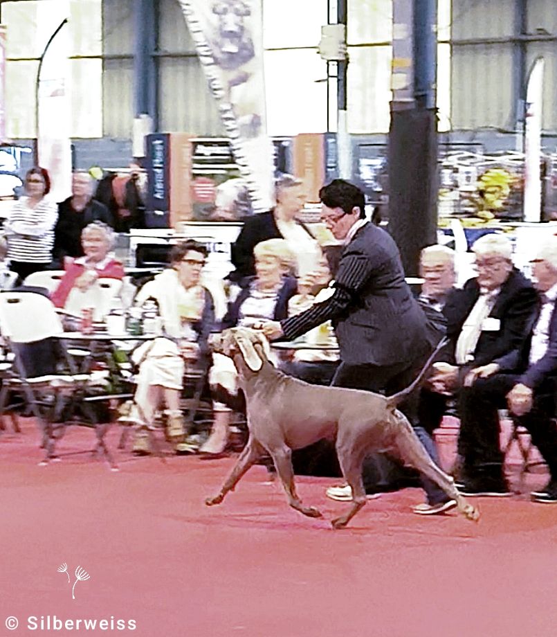 Valentino von silberweiss jäger