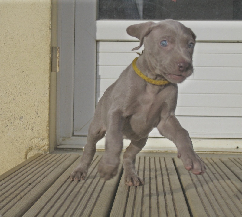 CH. D'joy del sixth sense von silberweiss jäger