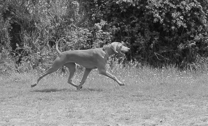 CH. D'joy del sixth sense von silberweiss jäger