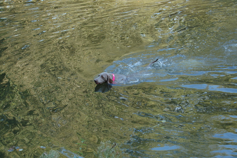 CH. D'joy del sixth sense von silberweiss jäger