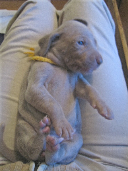 CH. D'joy del sixth sense von silberweiss jäger