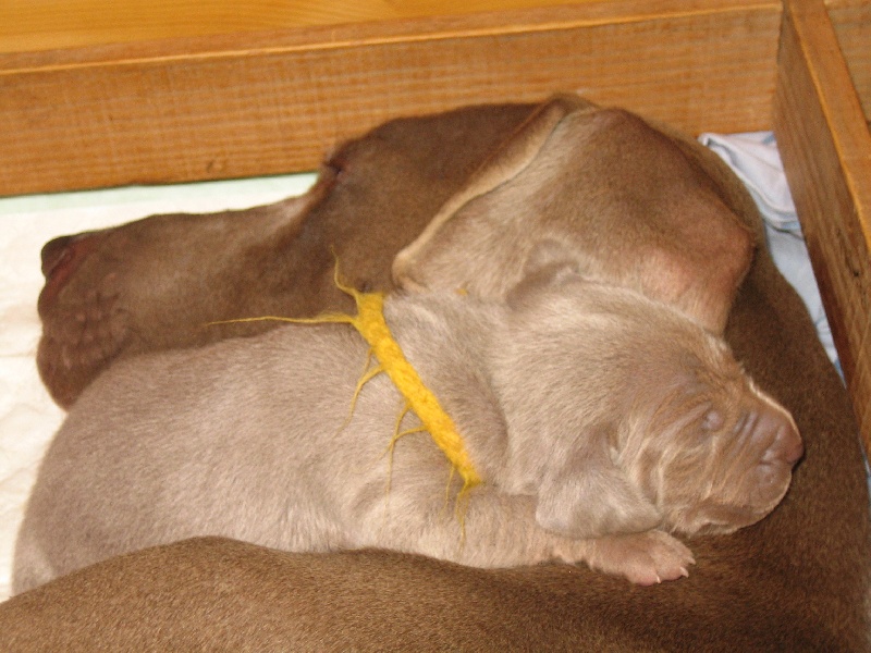 CH. D'joy del sixth sense von silberweiss jäger