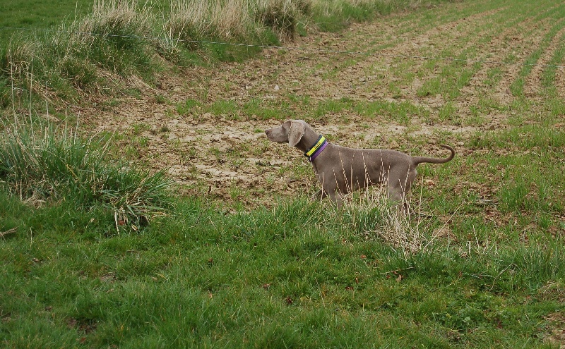 CH. D'joy del sixth sense von silberweiss jäger