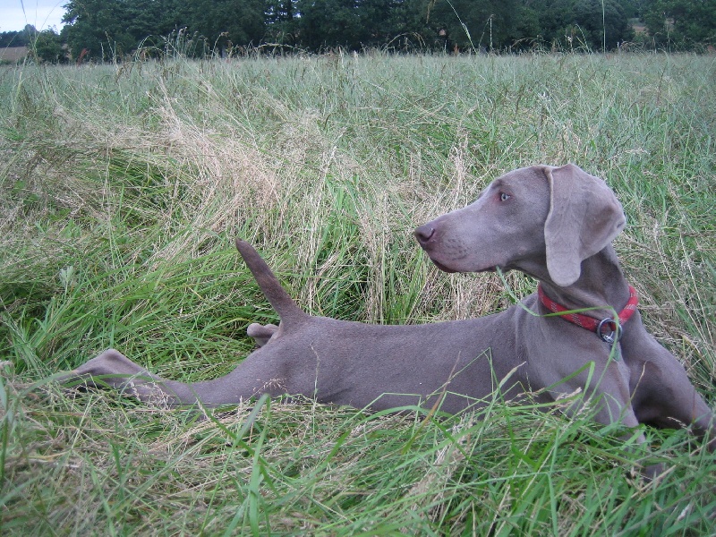 CH. Le cinquième element at silberweiss fala love'a