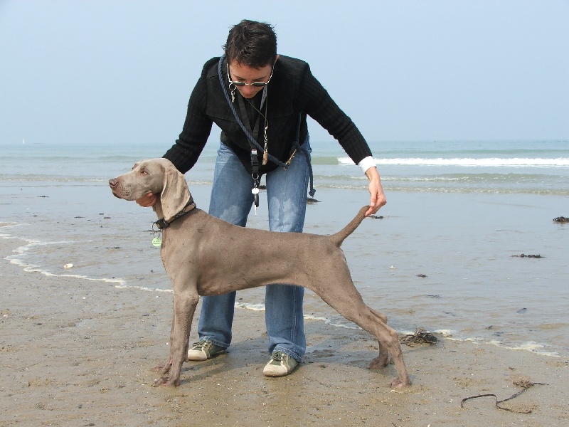 CH. Le cinquième element at silberweiss fala love'a