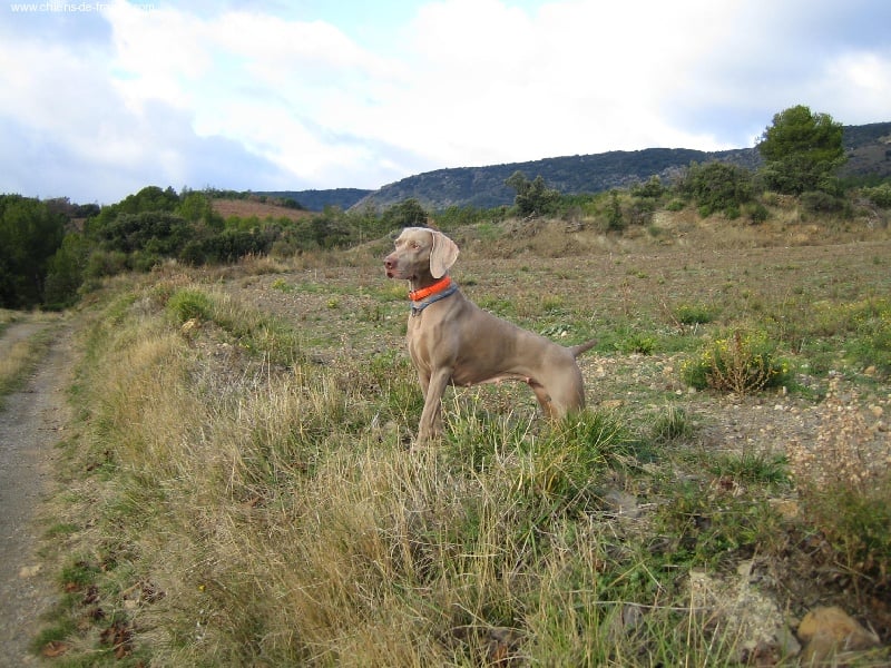 S'amber diva (Sans Affixe)