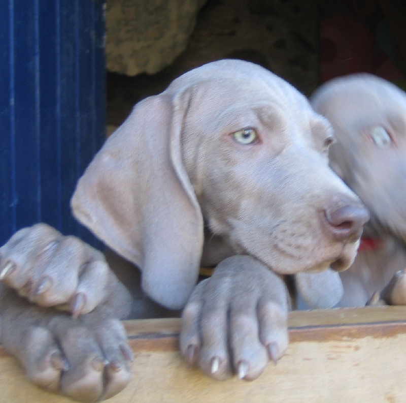 CH. D'joy del sixth sense von silberweiss jäger