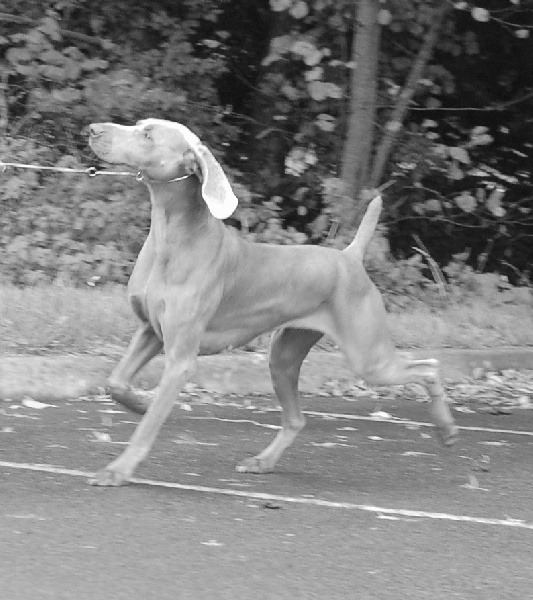 CH. Le cinquième element at silberweiss fala love'a