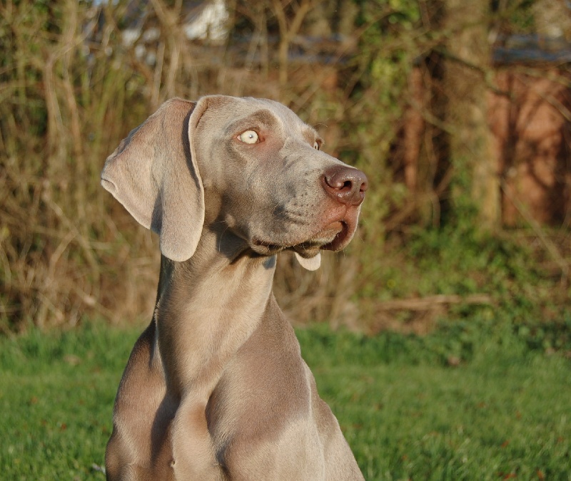 CH. D'joy del sixth sense von silberweiss jäger