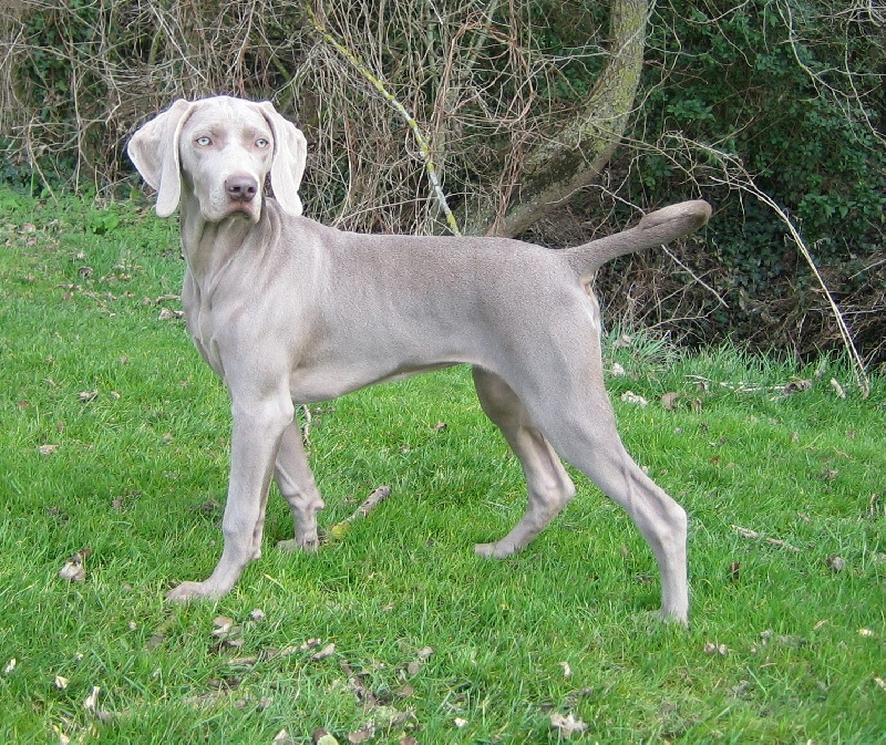 CH. D'joy del sixth sense von silberweiss jäger