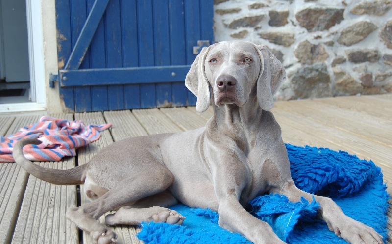 CH. D'joy del sixth sense von silberweiss jäger