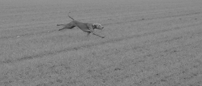 CH. D'joy del sixth sense von silberweiss jäger