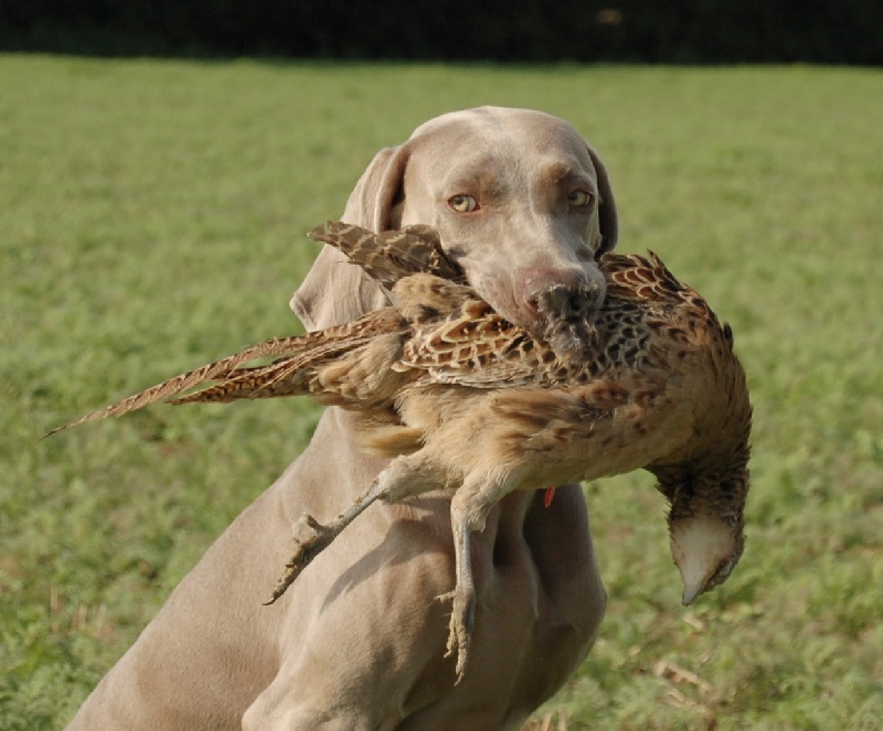 CH. D'joy del sixth sense von silberweiss jäger