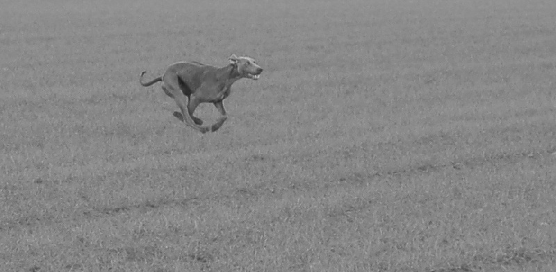 CH. D'joy del sixth sense von silberweiss jäger