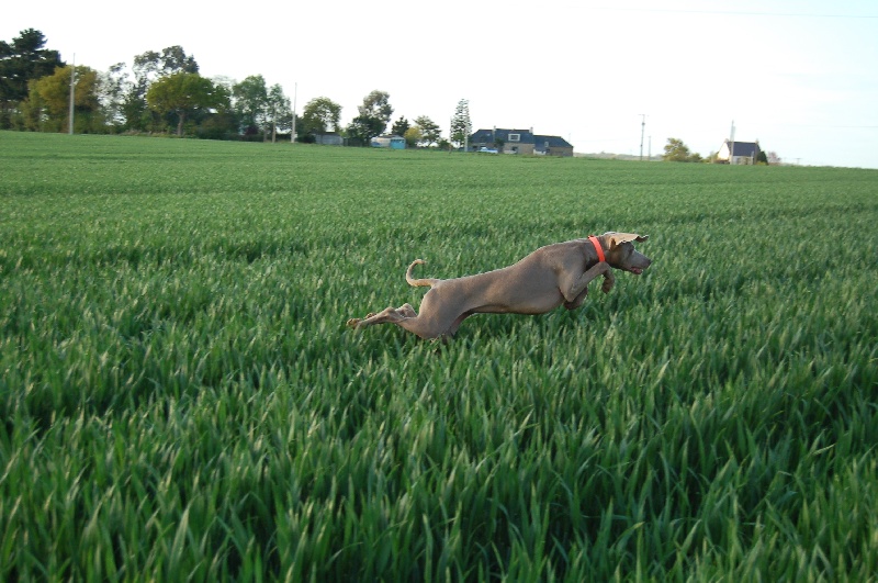 CH. D'joy del sixth sense von silberweiss jäger