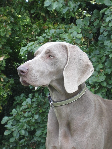 CH. Le cinquième element at silberweiss fala love'a