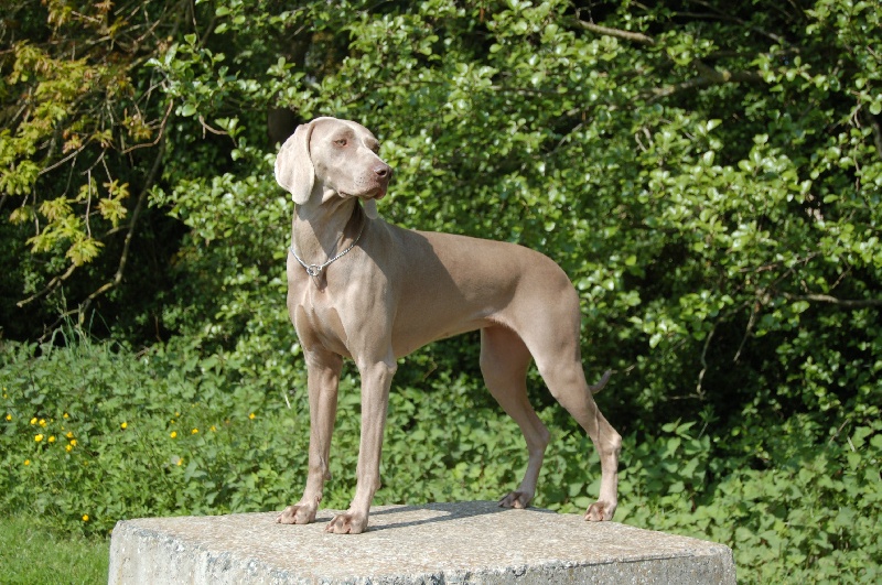 CH. D'joy del sixth sense von silberweiss jäger