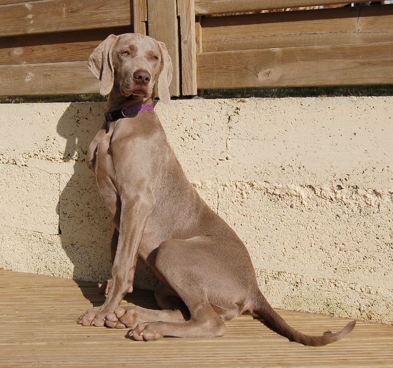 CH. D'joy del sixth sense von silberweiss jäger