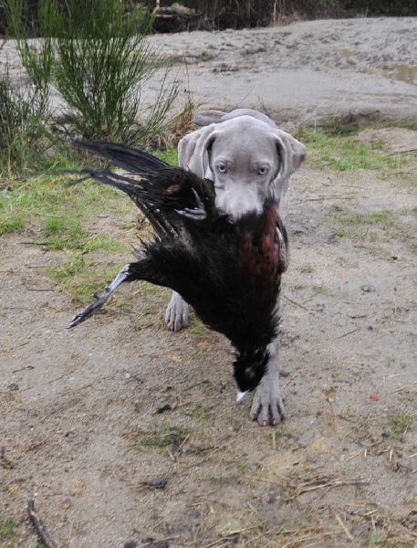 CH. D'joy del sixth sense von silberweiss jäger