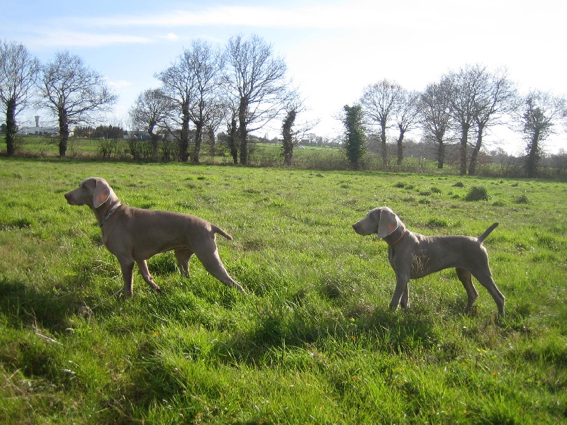 CH. Le cinquième element at silberweiss fala love'a