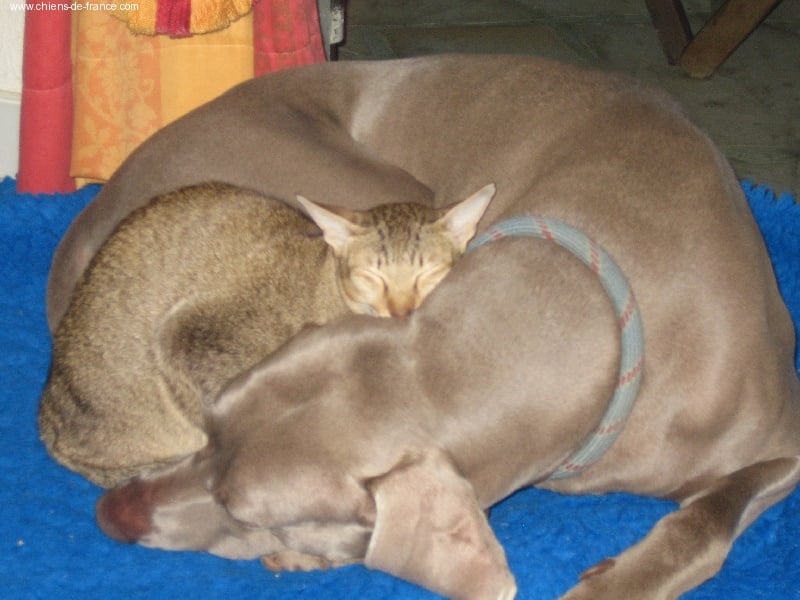 S'amber diva (Sans Affixe)