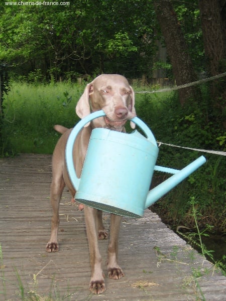 S'amber diva (Sans Affixe)