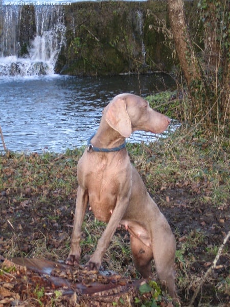 S'amber diva (Sans Affixe)