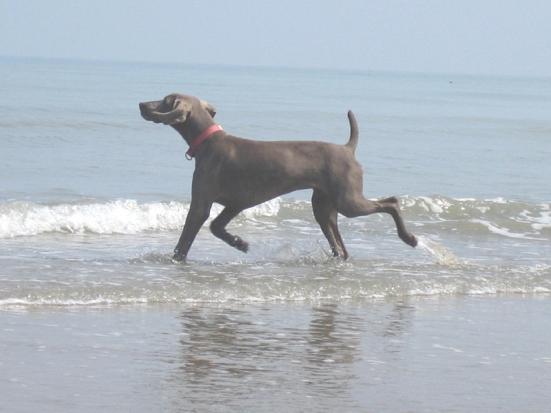 CH. Le cinquième element at silberweiss fala love'a