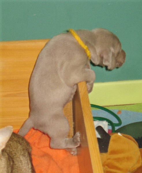 CH. D'joy del sixth sense von silberweiss jäger