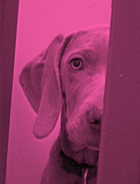 CH. D'joy del sixth sense von silberweiss jäger