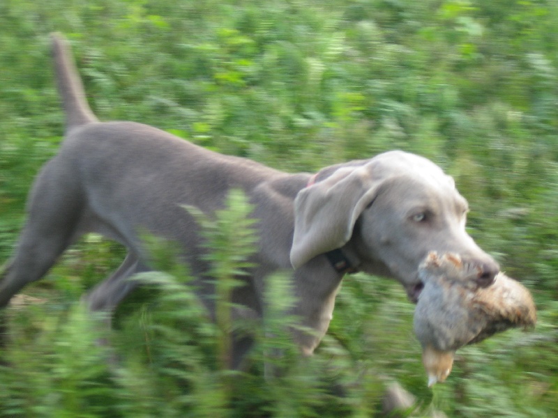 CH. Le cinquième element at silberweiss fala love'a