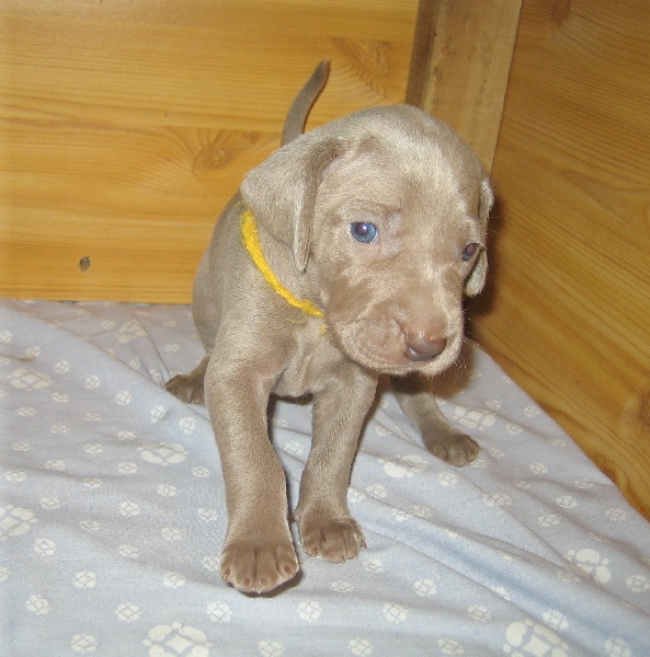 CH. D'joy del sixth sense von silberweiss jäger