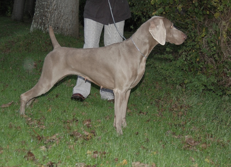 CH. Le cinquième element at silberweiss fala love'a