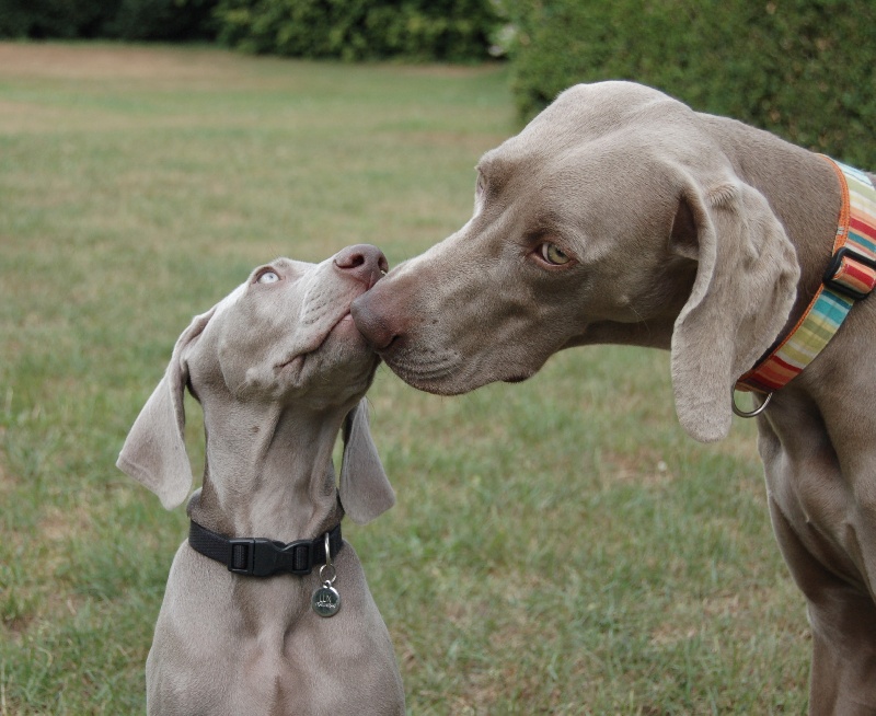 CH. D'joy del sixth sense von silberweiss jäger