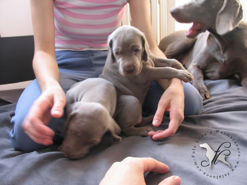 CH. Le cinquième element at silberweiss fala love'a