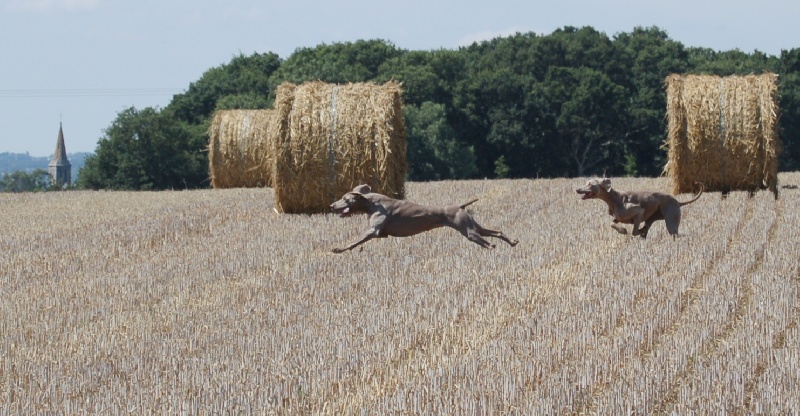 CH. D'joy del sixth sense von silberweiss jäger